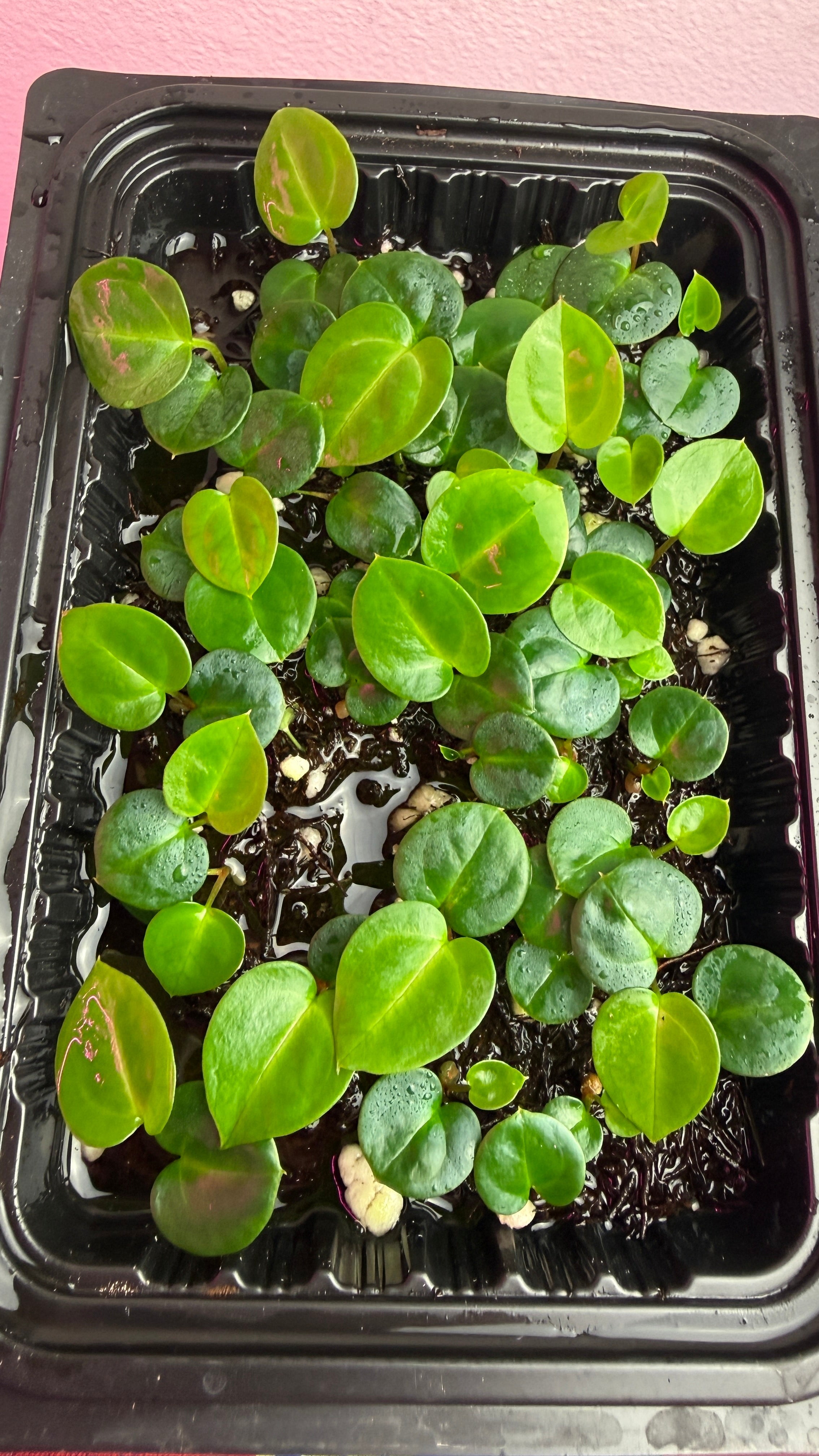 Anthurium Seeds & Seedlings