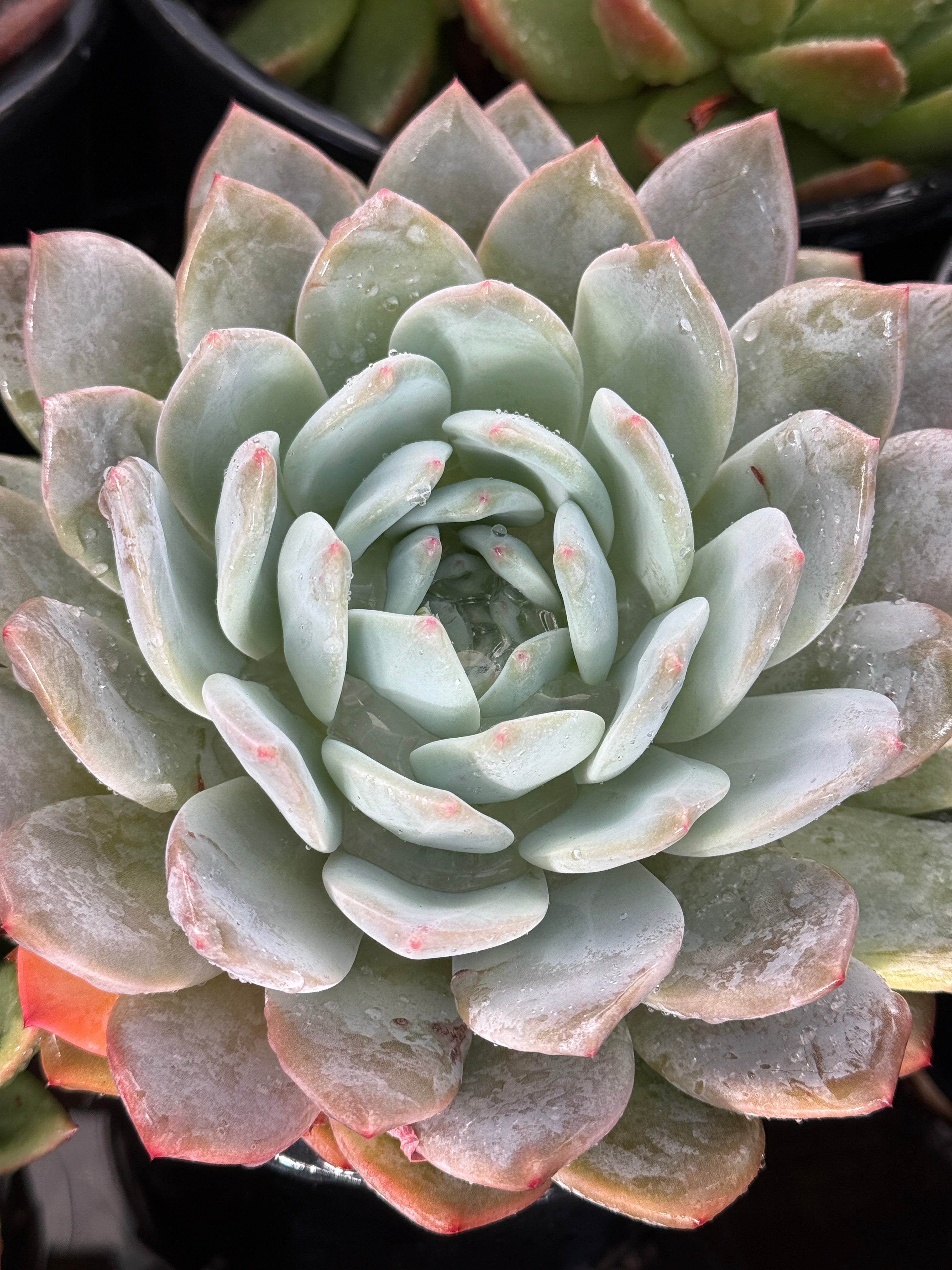 Succulents and Cacti