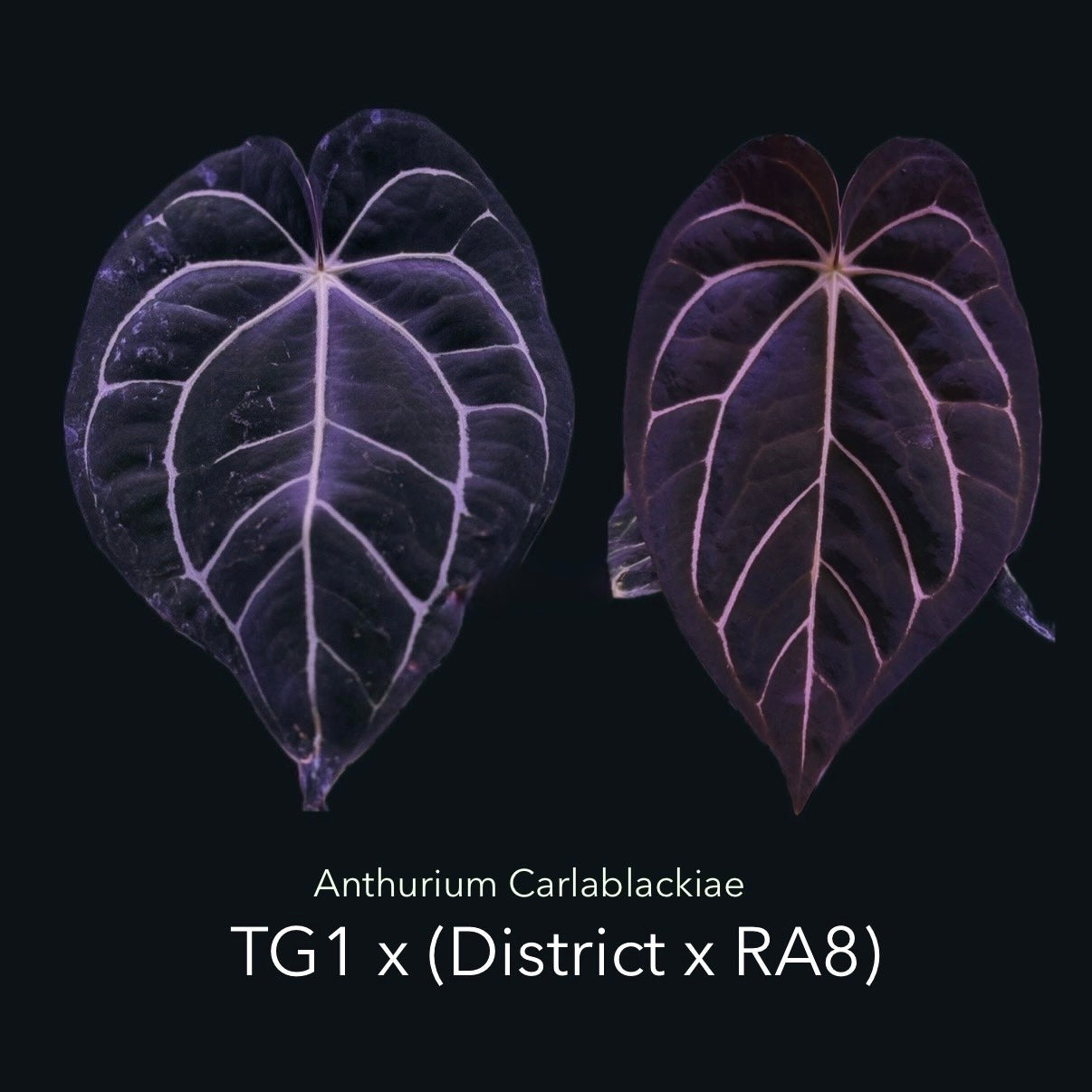 *Pure Carlablackiae* TG1 x (DistrictxRA8) - Two Sprouts