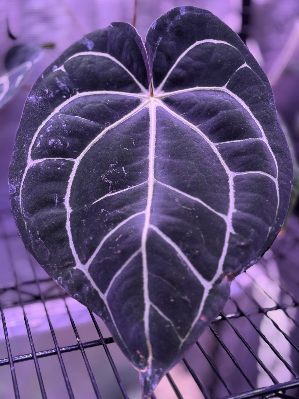 *Pure Carlablackiae* TG1 x (DistrictxRA8) - Two Sprouts
